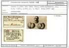 Karteikarte zum Syntyp von Triloculina truncata Karrer, 1865